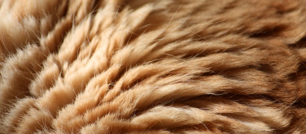 Шерстяной мех